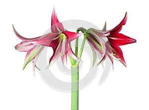 Amaryllis Hippeastrum sybister Machala close up photo