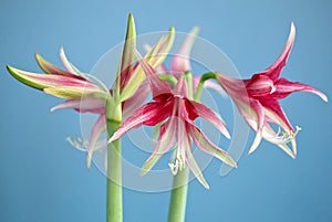 Amaryllis Hippeastrum exotic sybister Quito