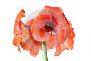 Amaryllis Hippeastrum flower