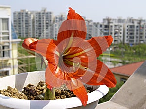 Amaryllis Hippeastrum flower in city