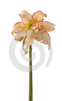 Amaryllis (Hippeastrum) \