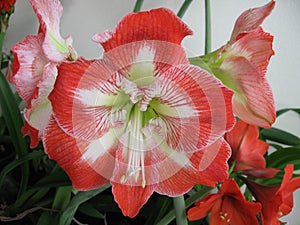 Amaryllis Hippeastrum Minerva Christmas Lily