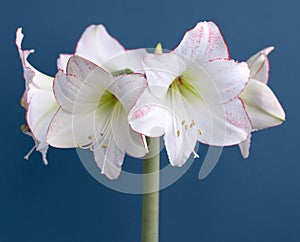 Amaryllis Hippeastrum Picasso closeup