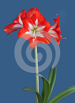 Amaryllis hippeastrum sonatini Eye catcher on the blue background