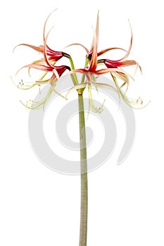 Amaryllis Hippeastrum sybister Chico