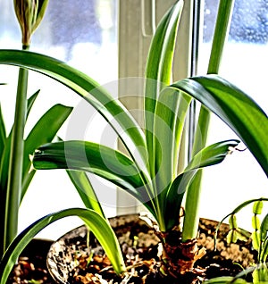 amaryllis leaves in early spring on the windowsill