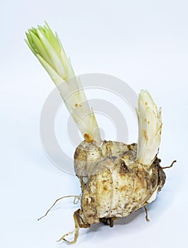 Amaryllis Lilly Flower Bulbs