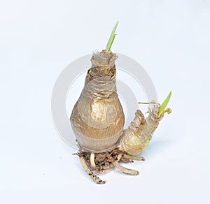 Amaryllis Lilly Flower Bulbs