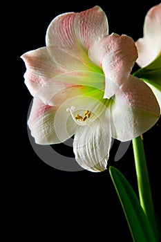 Amaryllis lily