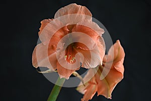 Amaryllis pink flower blossom