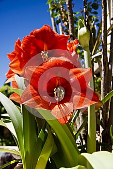 Amaryllis Plant in Full Bloom