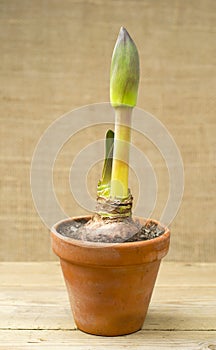 Amaryllis plant photo