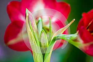 Amaryllis