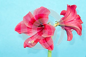 Amaryllis