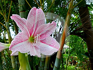 Amaryllis