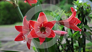 Amaryllis Sonatini Balentino flowers in the garden