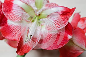 Amaryllis Spartacus on bright background