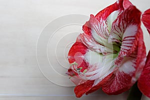 Amaryllis Spartacus on bright background