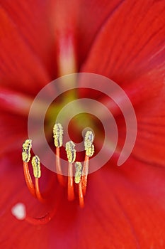 Amaryllis up close