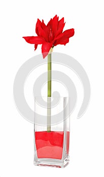 Amaryllis in vase