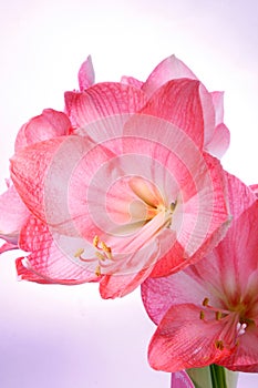 Amaryllis on violet gradient background.