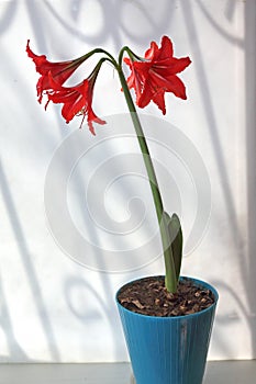 Amaryllis  Ð»Ð°Ñ‚. Amaryllis flower in a pot on the windowsill.Ð»Ð°Ñ‚. Amaryllis Ð»Ð°Ñ‚. Amaryllis