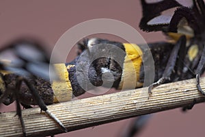 The amata bicincta moths mating