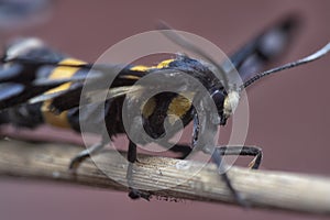 The amata bicincta moths mating