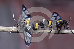 The amata bicincta moths mating