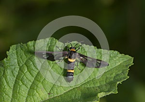 Amata Cysseus Moth seent at Garo Hills,Meghalaya,India