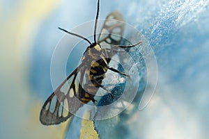 Amata huebneri, commonly known as the wasp moth,