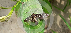Amata Huebneri Moth Resting on Green Leaf