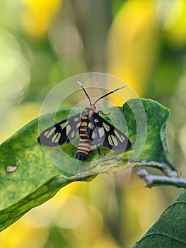 Amata huebneri, the wasp moth, is a moth in the genus Amata of the family Erebidae.