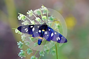 Amata nigricornis , Tiger moth