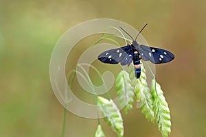 Amata nigricornis , Tiger moth sitting on grass tip in green pale bokeh background