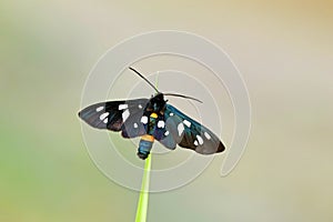 Amata nigricornis , Tiger moth sitting on grass tip in green pale bokeh background