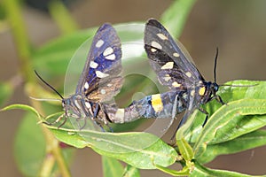 Amata phegea