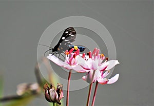 Amata phegea butterfly