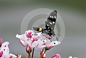 Amata phegea butterfly