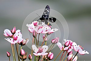 Amata phegea butterfly