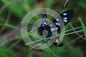 Amata phegea in the grass