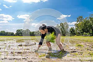 Amateur Asian man tests and tries to transplant rice seedlings in paddy rice field in the open sky day