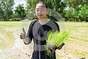 Amateur Asian man tests and tries to transplant rice seedlings in paddy rice field in the open sky day