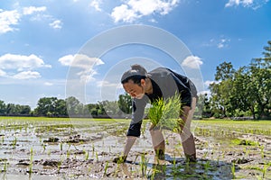 Amateur Asian man tests and tries to transplant rice seedlings in paddy rice field in the open sky day