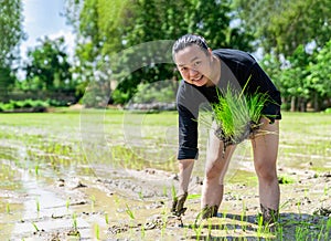 Amateur Asian man tests and tries to transplant rice seedlings in paddy rice field in the open sky day