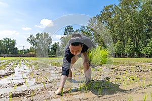 Amateur Asian man tests and tries to transplant rice seedlings in paddy rice field in the open sky day