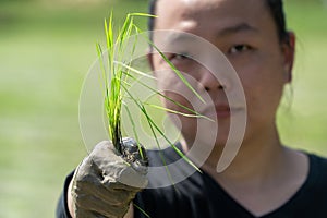 Amateur Asian man tests and tries to transplant rice seedlings in paddy rice field in the open sky day