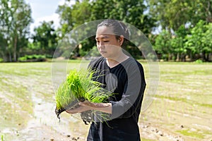 Amateur Asian man tests and tries to transplant rice seedlings in paddy rice field in the open sky day