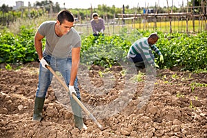 Amateur gardener hoeing soil before seedlings planting