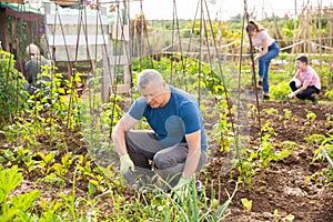 Amateur gardener weeding with hoe on vegetable garden